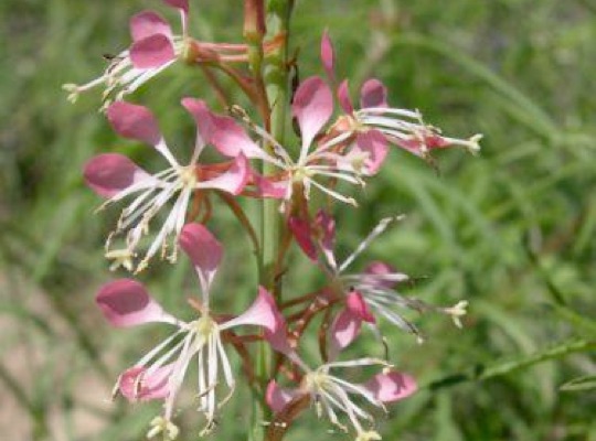 Limestone Gaura