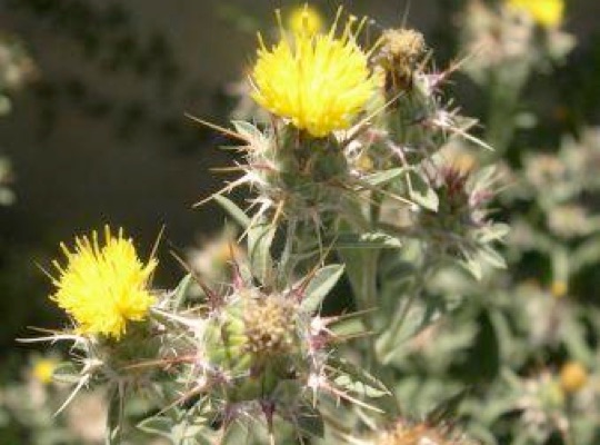 Malta Star-thistle