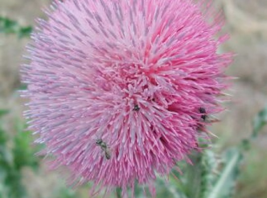 Musk-thistle