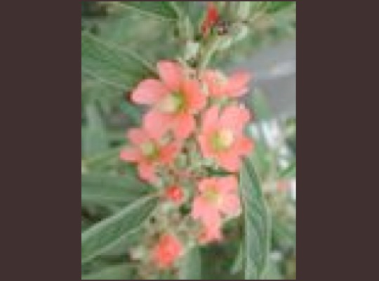 Narrowleaf Globemallow