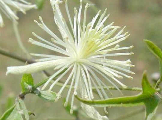 Old Man's Beard