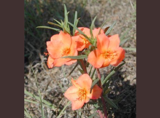 Orange Flame Flower