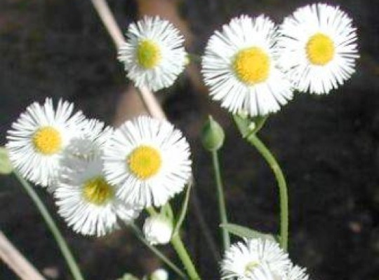 Philadelphia Fleabane