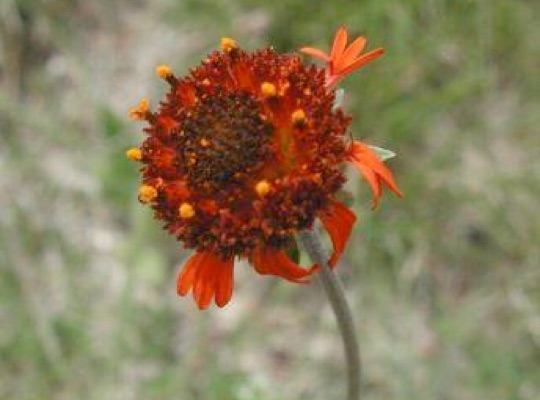 Pincushion Daisy