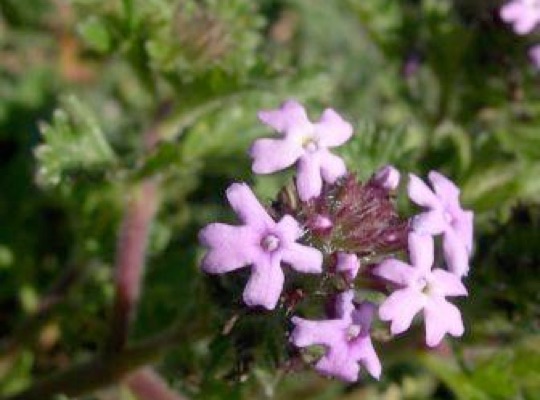 Pink Vervain, Low Verbena