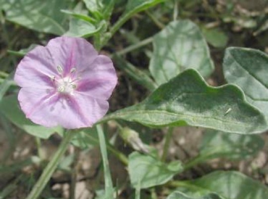 Plains Chinese Lantern