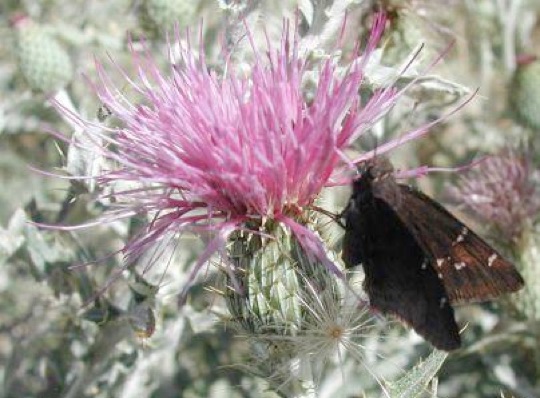 Plumed Thistle