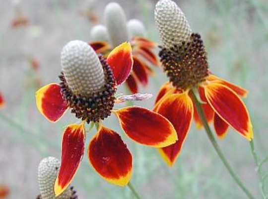 Prairie Coneflower