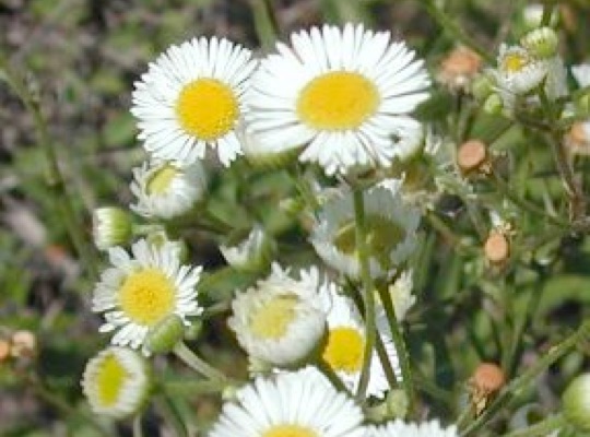 Prairie Fleabane