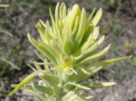 Prairie Paintbrush