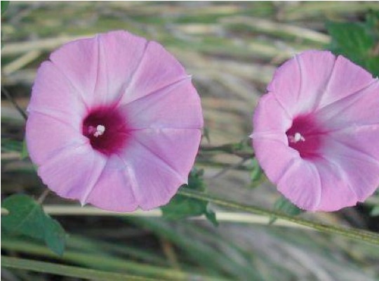 Purple Bindweed