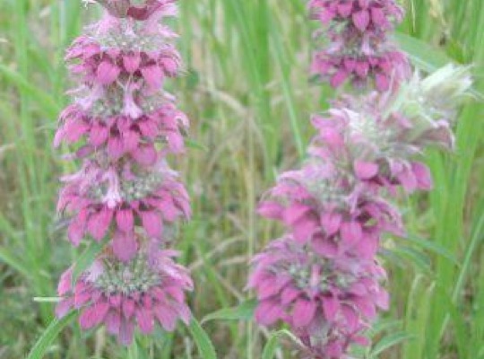 Purple Horsemint