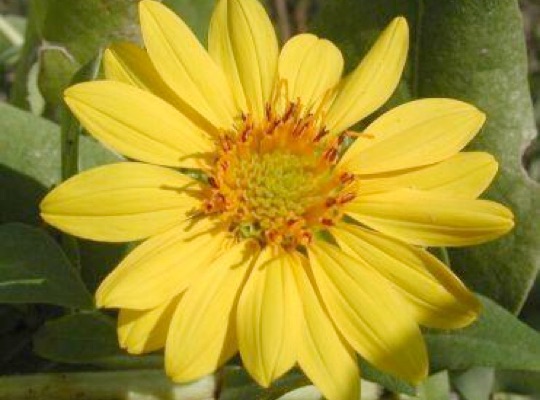 Rough Sunflower