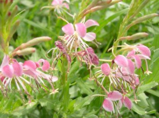 Scarlet Gaura