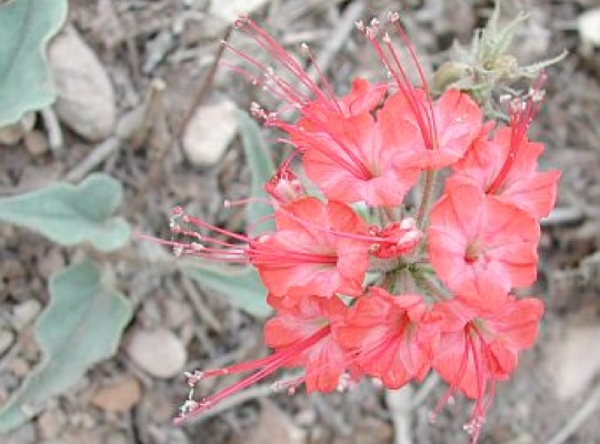 Scarlet Musk-flower