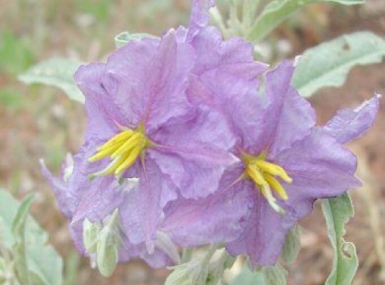 Silverleaf Nightshade