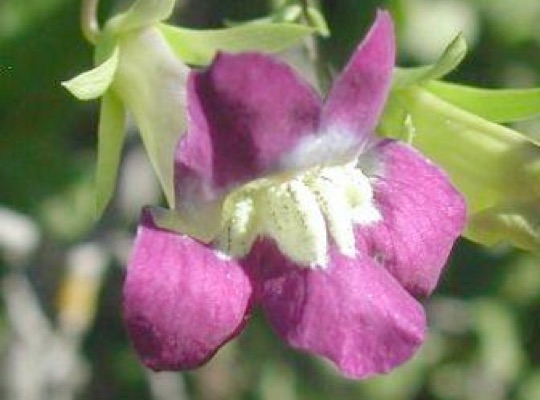 Snapdragon Vine