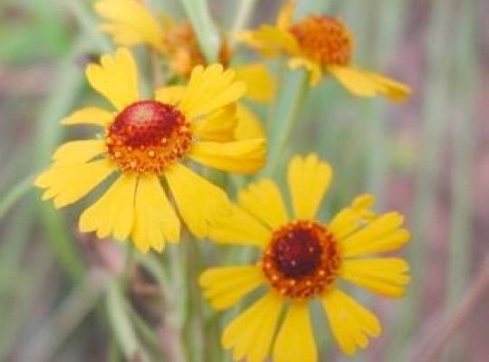 Sneezeweed