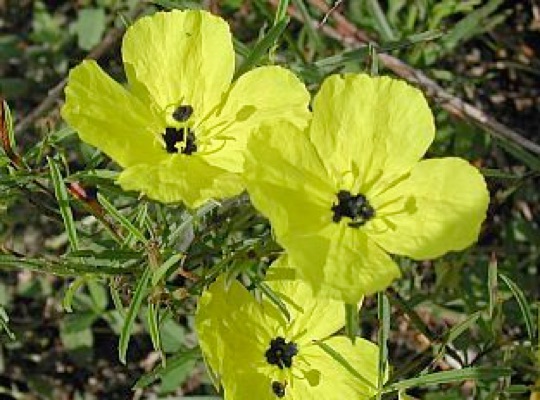 Square-bud Primrose