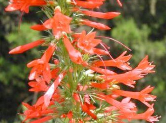 Standing Cypress