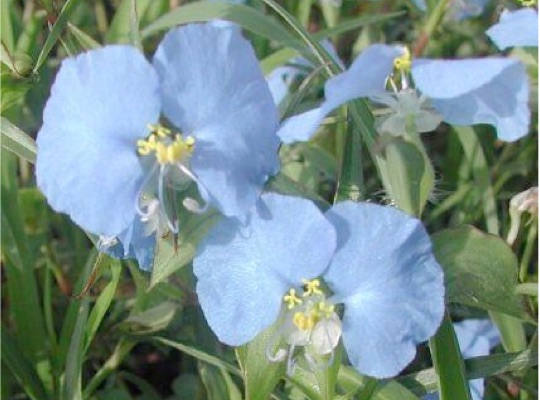 Texas Bindweed