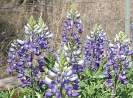 Texas Bluebonnet