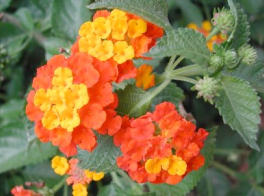 Texas Lantana