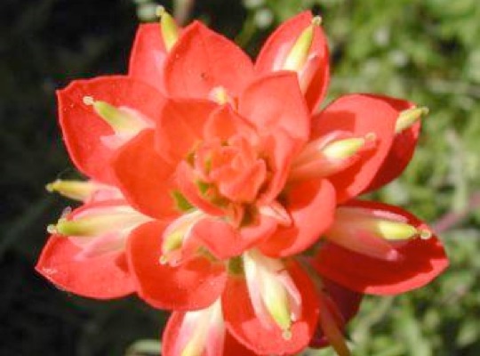 Texas Paintbrush