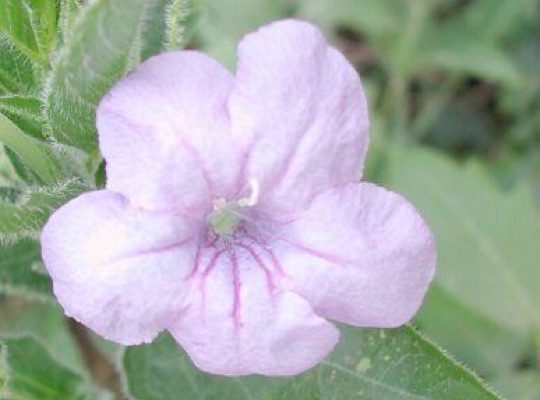 Violet Wild Petunia