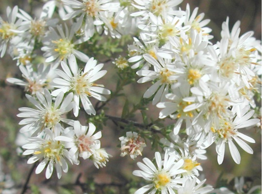 White Aster