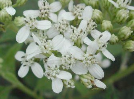 White Crown-beard