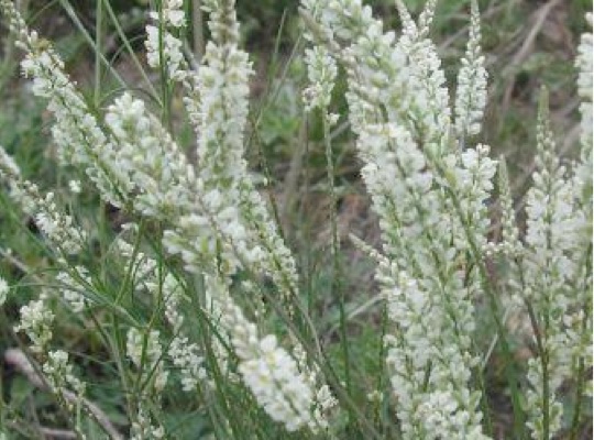 White Milkwort