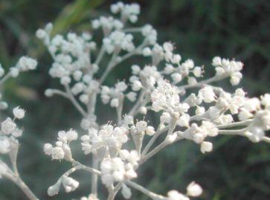 Wild Buckwheat