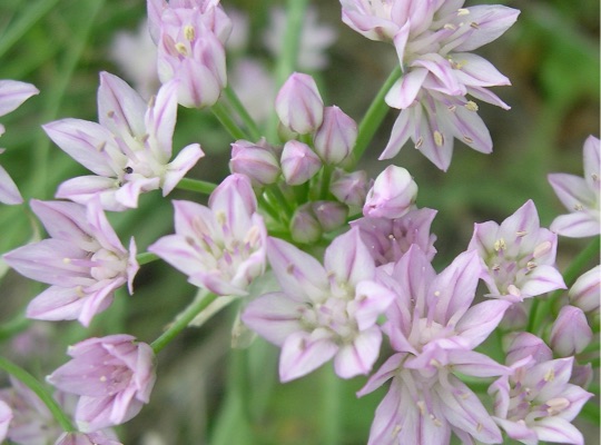 Wild Garlic