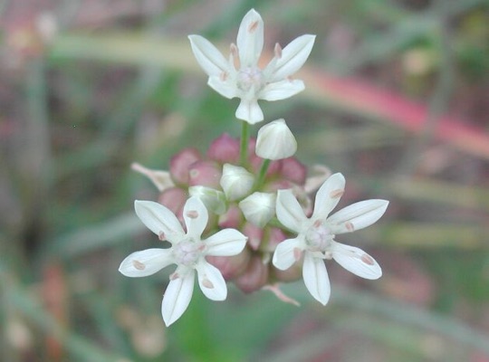 Wild Onion