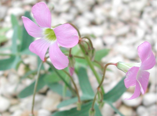 Wood-sorrel