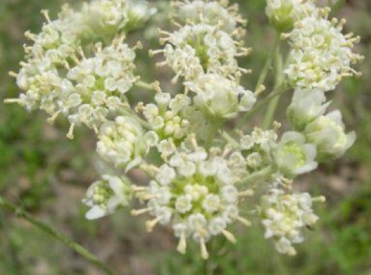 Woolly-white