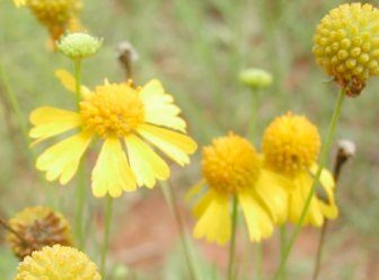 Yellow Bitterweed