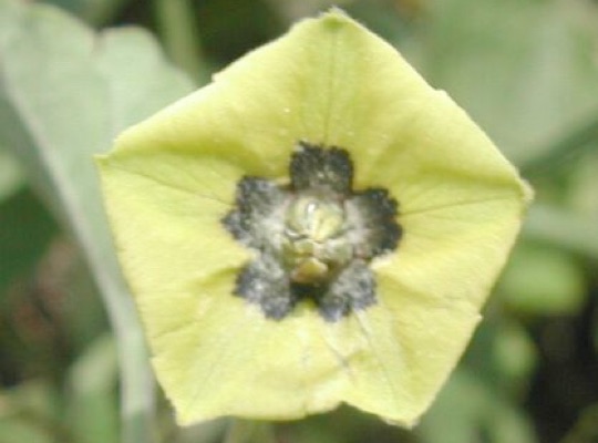 Yellow Ground Cherry