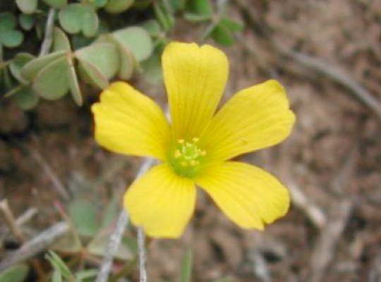 Yellow Wood-sorrel