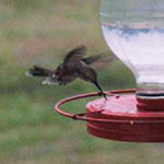 Junction Hummingbird