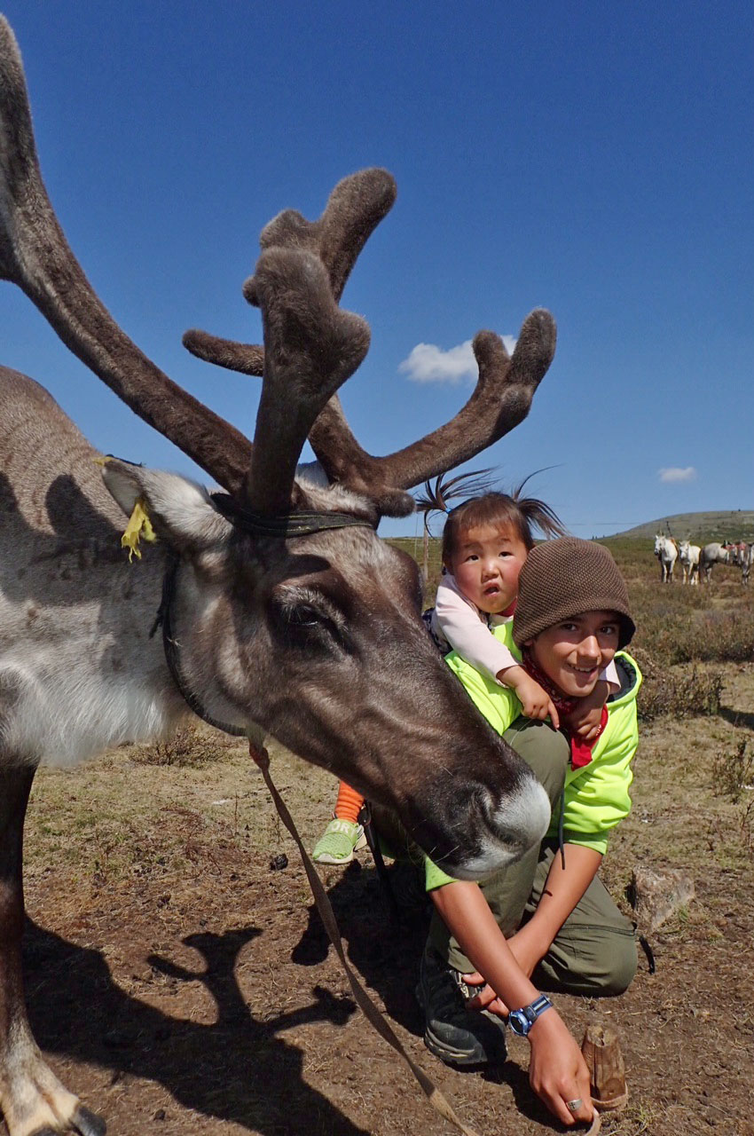 Reindeer