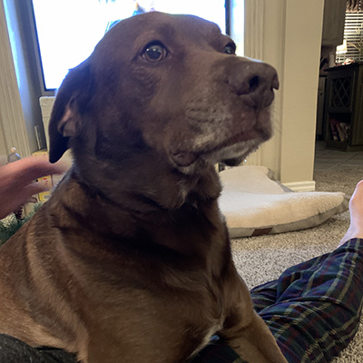 A brown dog looks offscreen as he rests on his owners legs with a television in the background.