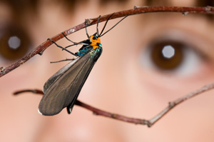 Moth hanging from a twig with a child’s blurred face in the background.
