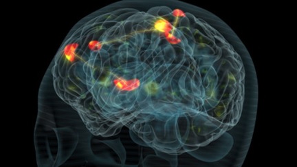 brain