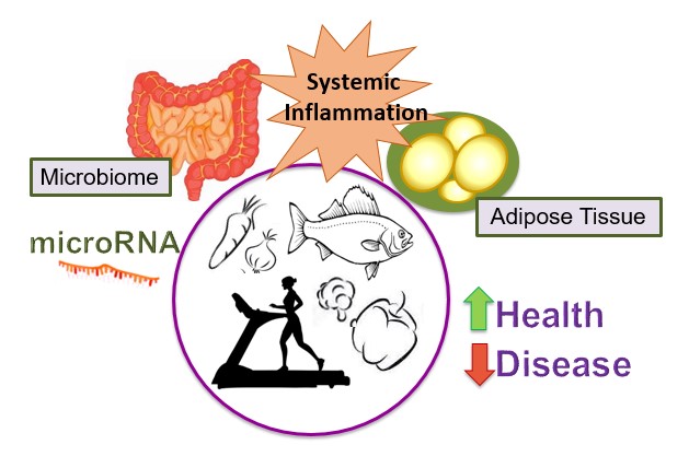 Diagram of how systemic inflammation affects the microbiome, microRNA, and adipose tissue