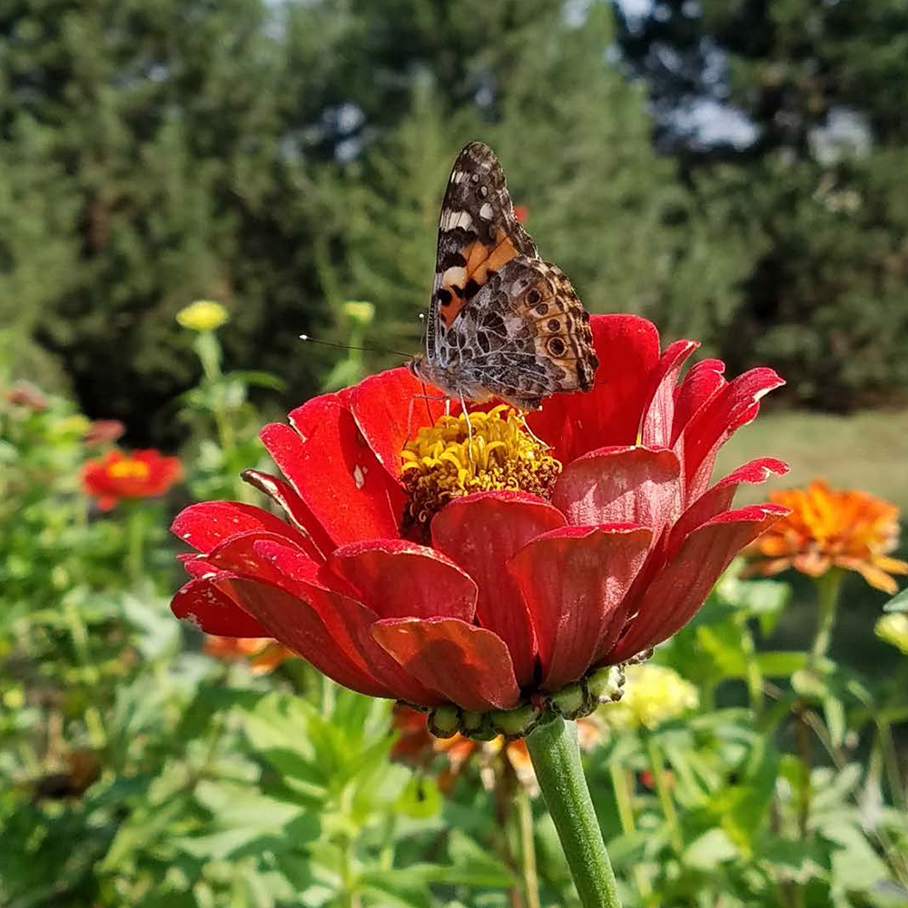 Photo of Nancy Hubbard