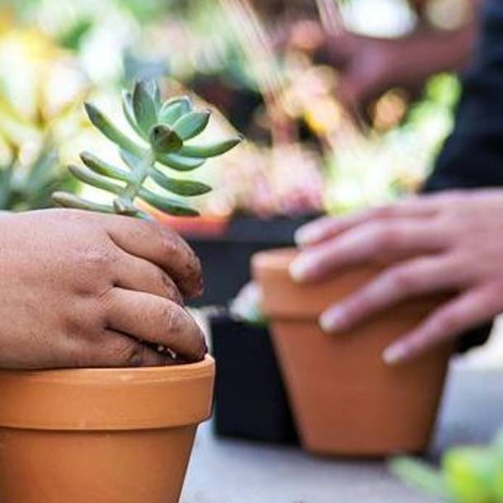 DoLA News preventing preschool obesity 