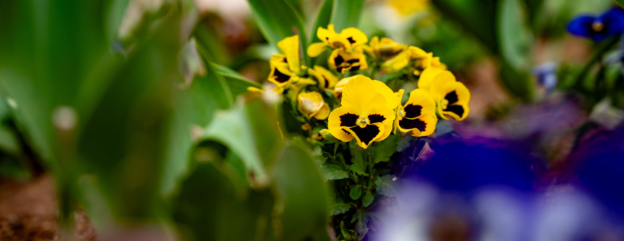 Yellow and blue flowers on memorial circle