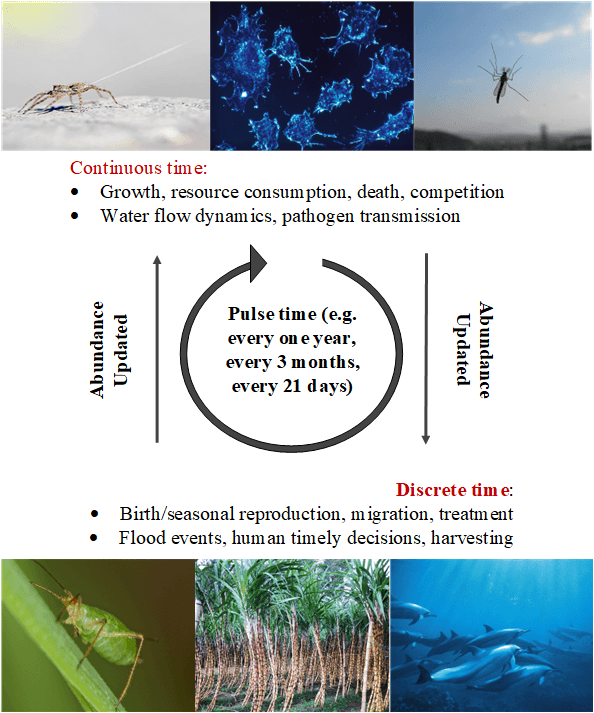 Diagram comparing continuous time and discrete time processes in biological and ecological systems